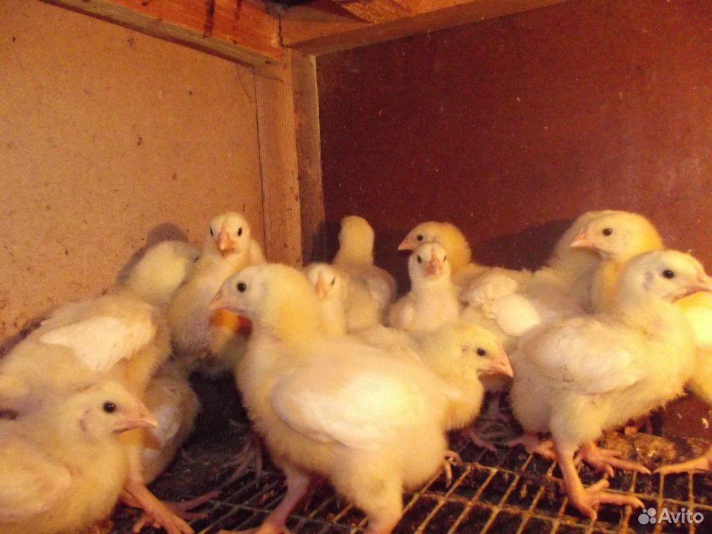 Инкубация сельскохозяйственной птицы купить на Зозу.ру - фотография № 2