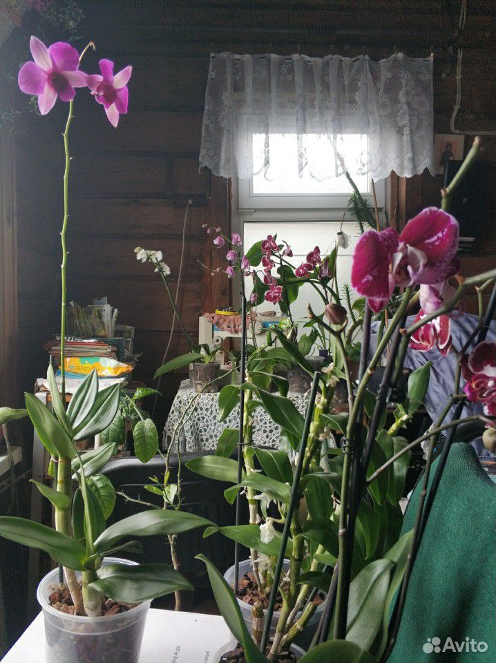 Орхидеи купить на Зозу.ру - фотография № 1