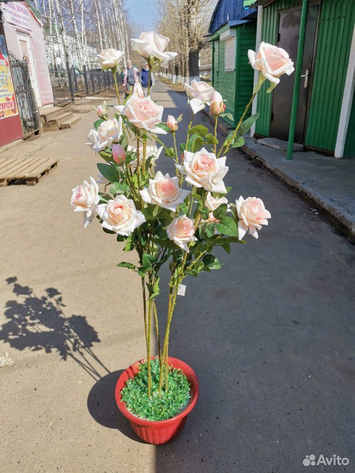 Роза в горшке купить на Зозу.ру - фотография № 1