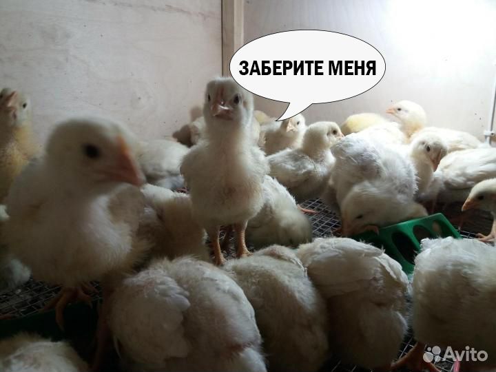 Цыплята суточный молодняк бройлеров купить на Зозу.ру - фотография № 1
