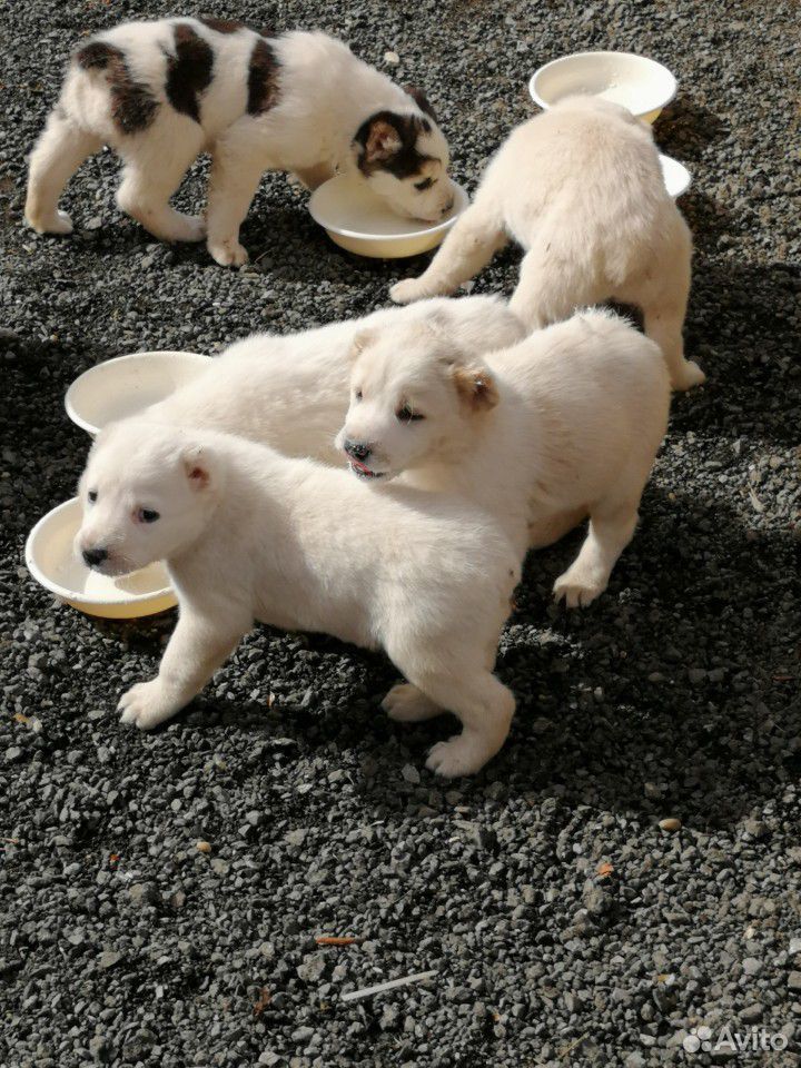 Продаются щенки Среднеазиатской овчарки (алабай) купить на Зозу.ру - фотография № 2