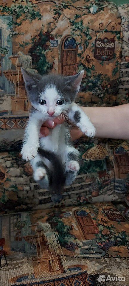 Милые котята в дар купить на Зозу.ру - фотография № 4
