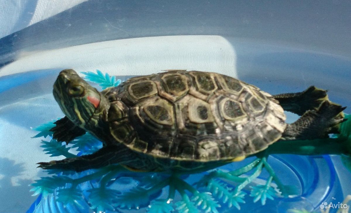 Водная красноухая черепаха купить на Зозу.ру - фотография № 1