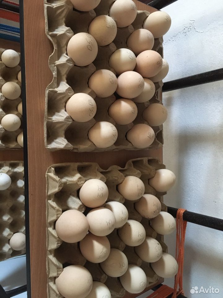 Яйца павлинов купить на Зозу.ру - фотография № 1