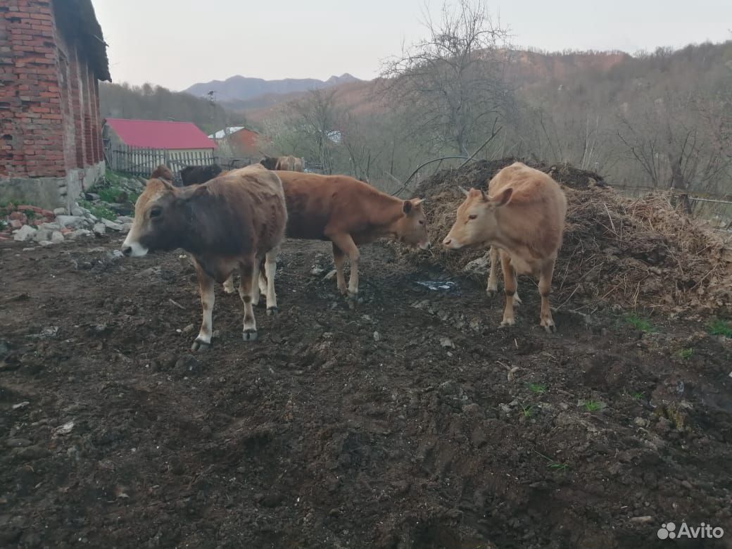 Продам коров, бычков, телят, баранов купить на Зозу.ру - фотография № 4