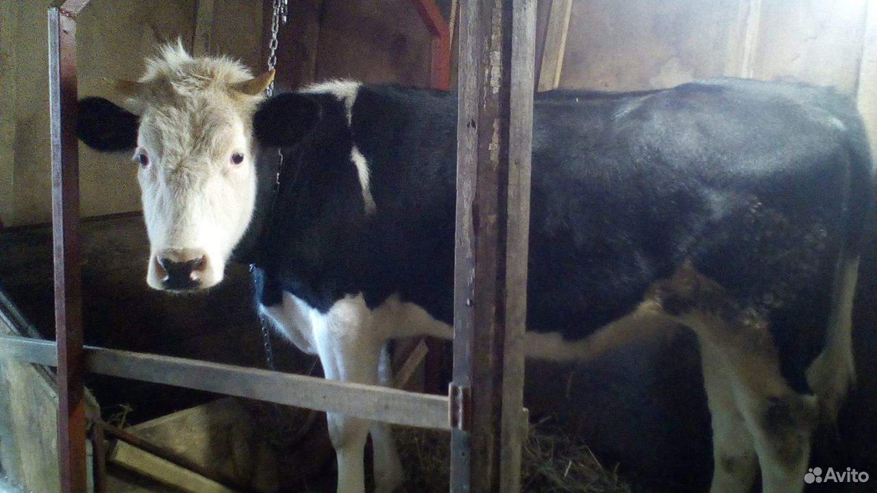 Телка, корова купить на Зозу.ру - фотография № 1