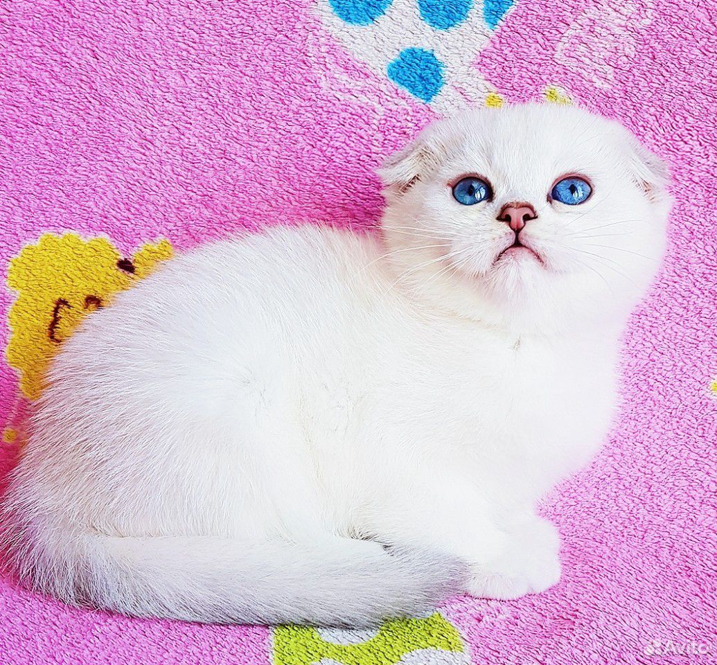 Прекрасный плюшевый котик с синими глазками купить на Зозу.ру - фотография № 3