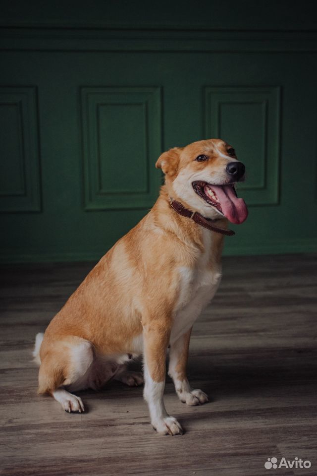 Собачка дзен ищет дом, возьми собаку из приюта купить на Зозу.ру - фотография № 2
