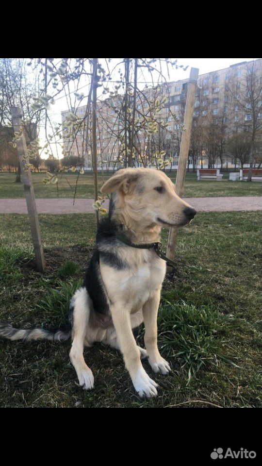 Собака мальчик 5.5 мес купить на Зозу.ру - фотография № 2