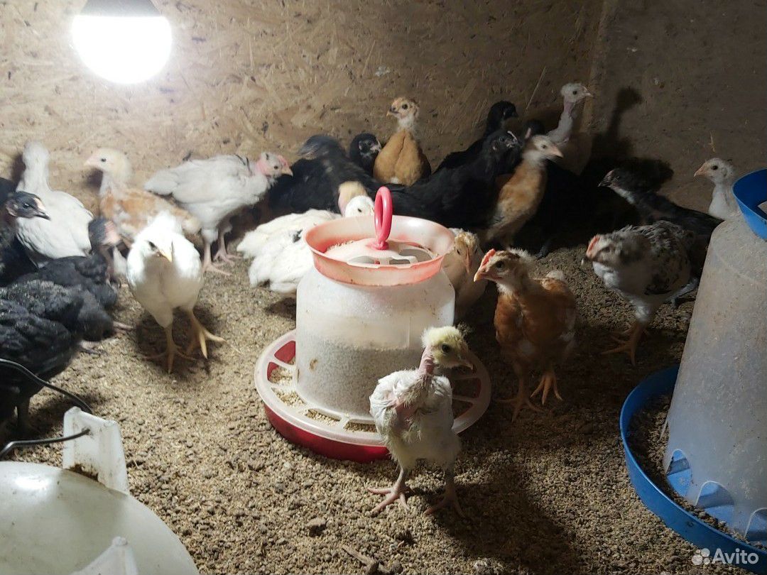 Цыплята,гуси,гусята купить на Зозу.ру - фотография № 2