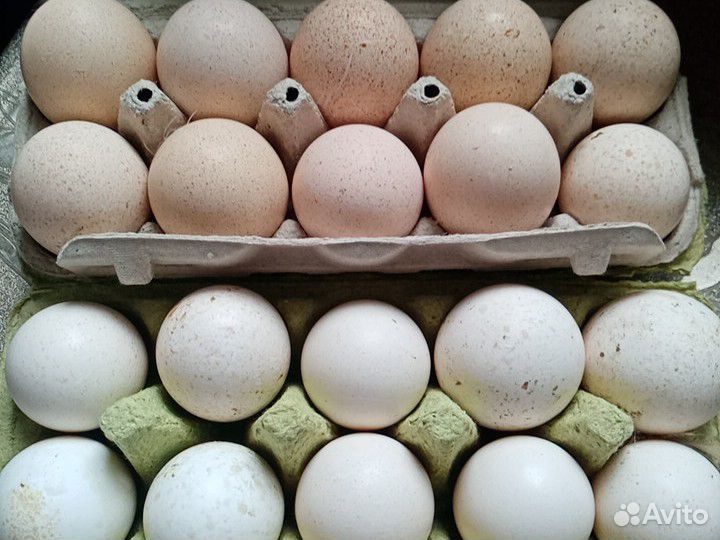 Купить инкубационные яйца пород кур. Индюшиные яйца. Инкубационное яйцо индюшиное очень много. Индюшиные яйца купить. Яйцо индюшиное грейд мейкер.