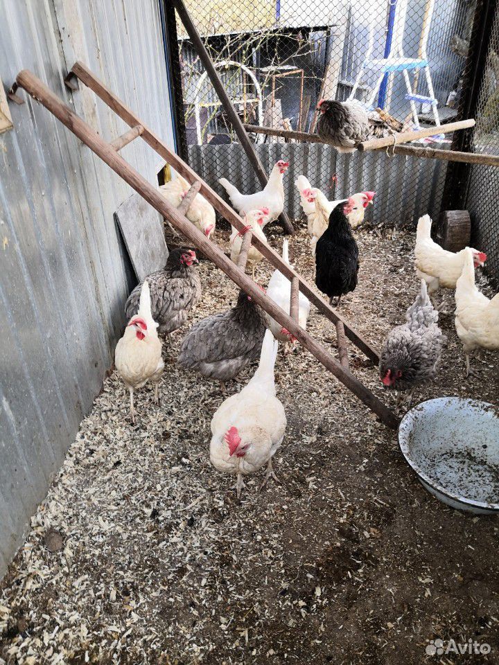 Яйца куриные - Домашние вкусные купить на Зозу.ру - фотография № 2