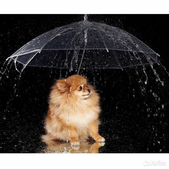 Зонт для собак купить на Зозу.ру - фотография № 1