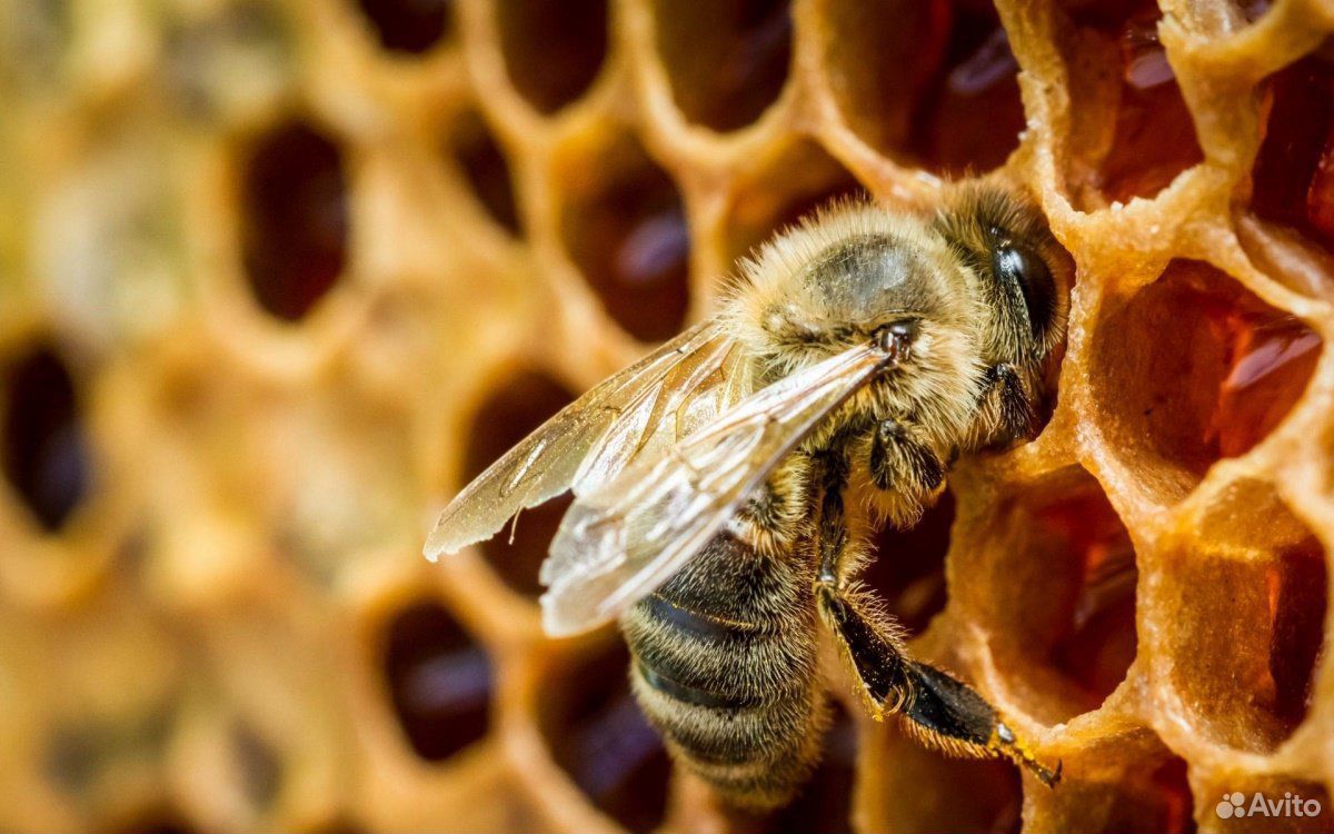 Продаю семьи пчёл купить на Зозу.ру - фотография № 1