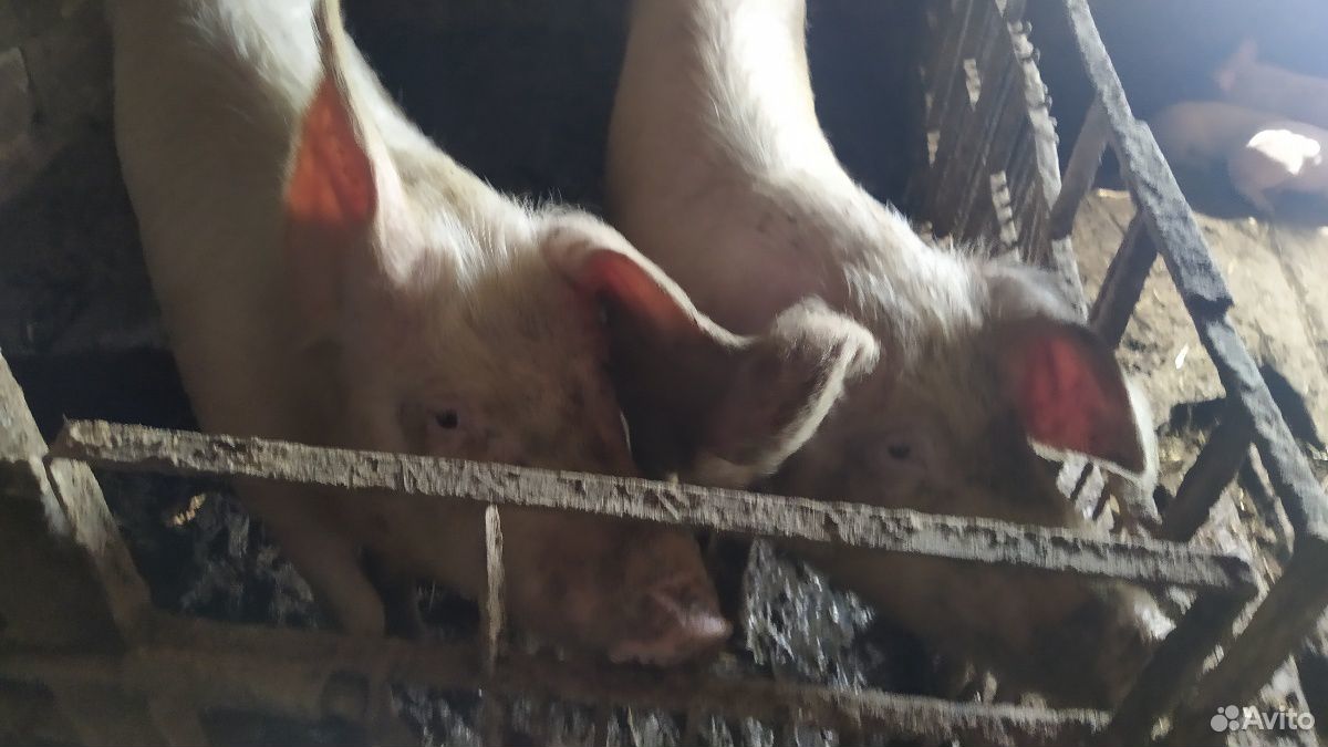 Свиньи, гуси, бараны, коровы купить на Зозу.ру - фотография № 5