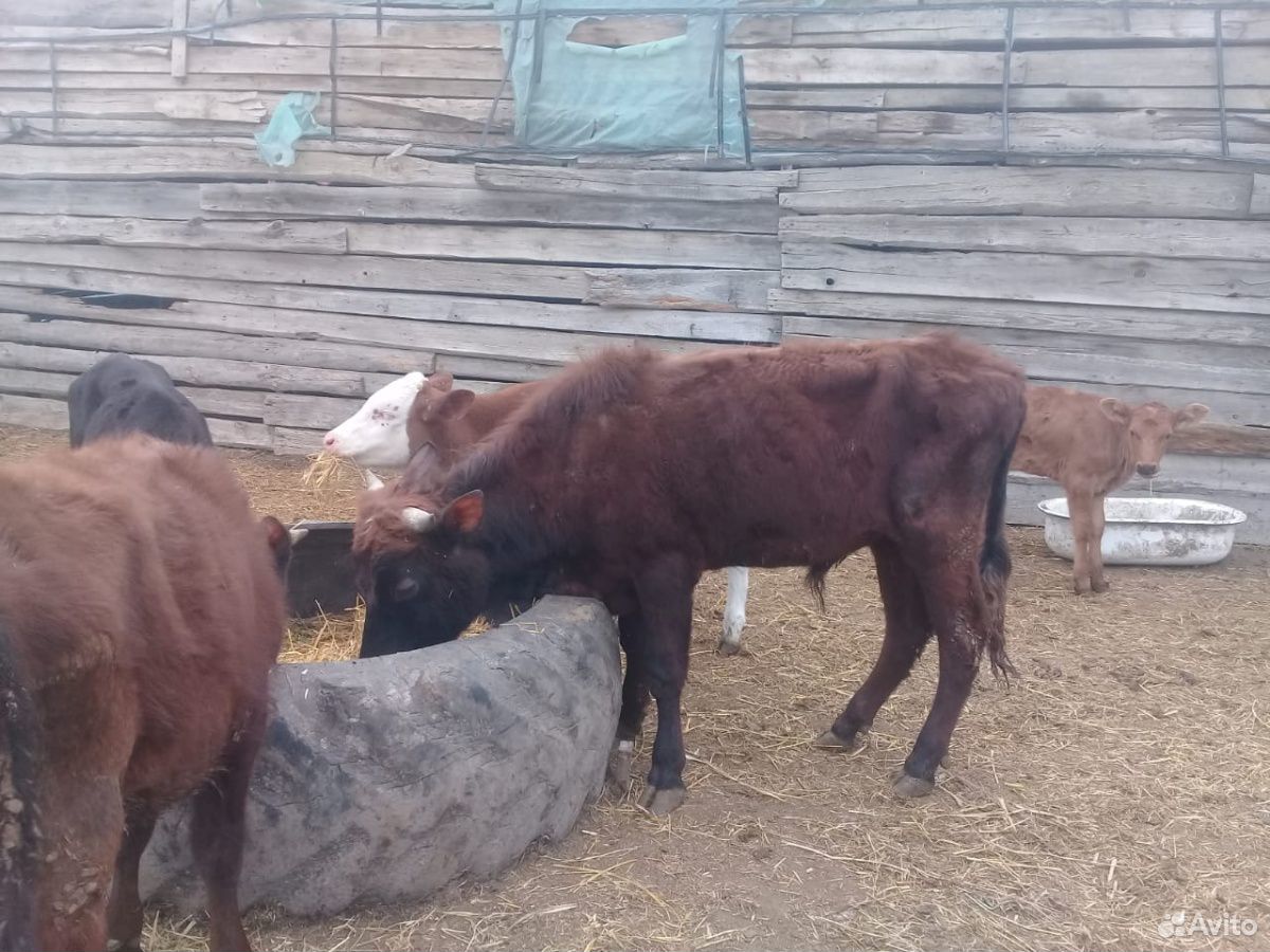 Коровы и бычки купить на Зозу.ру - фотография № 2