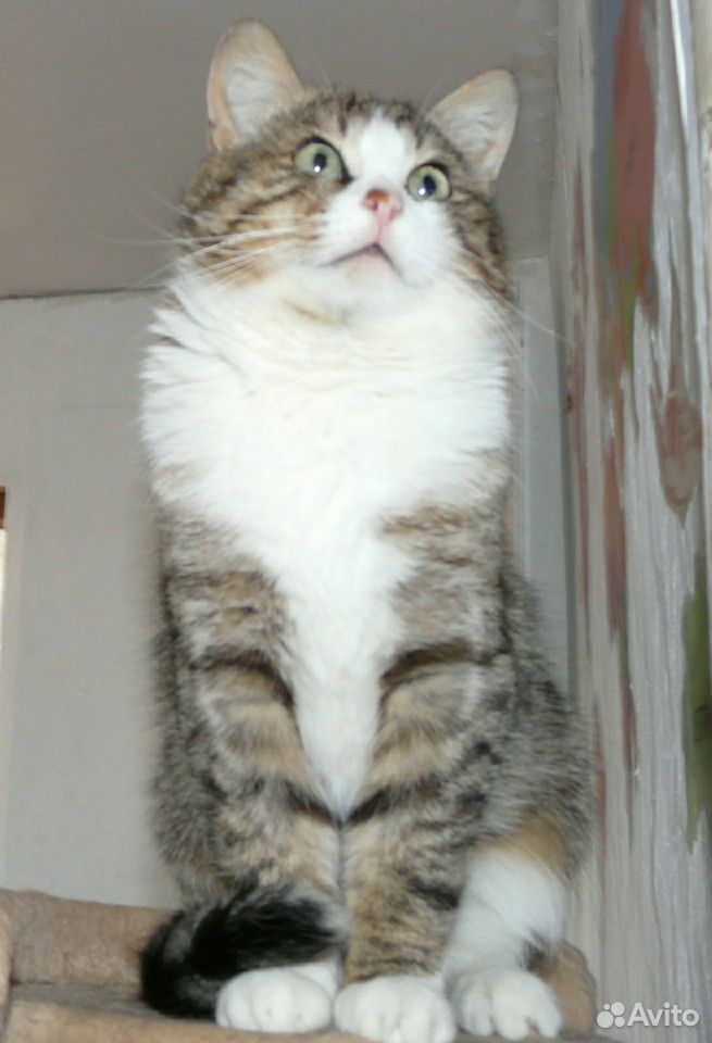 Котик в поисках дома купить на Зозу.ру - фотография № 1