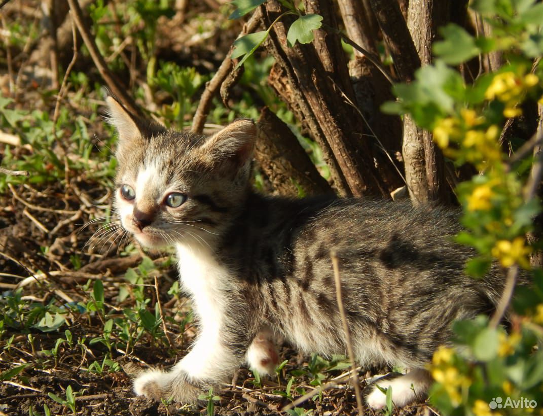 Вислоухий котик купить на Зозу.ру - фотография № 10