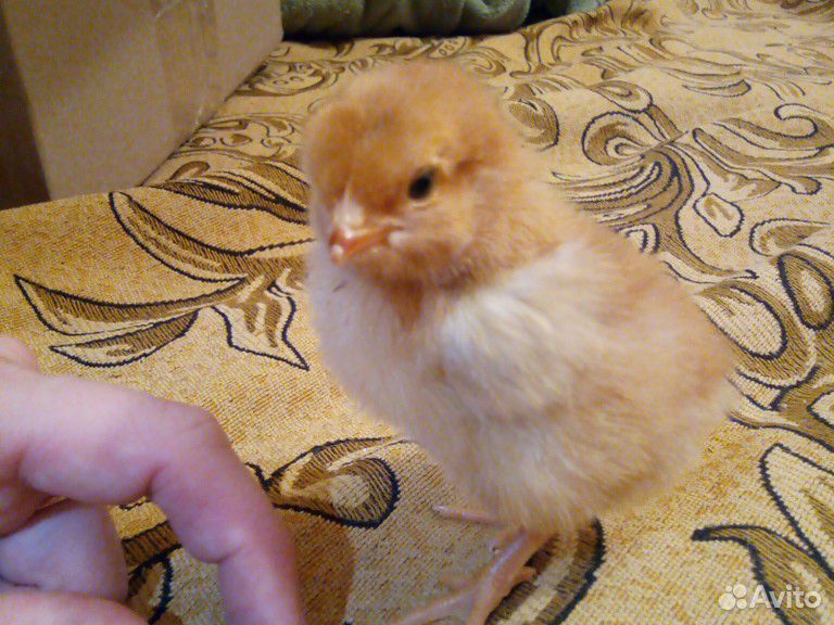 Продаём цыплят купить на Зозу.ру - фотография № 1