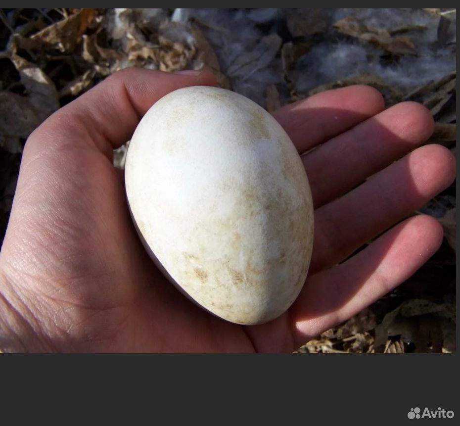 Размер яиц кур. Гусыня и гусиное яйцо.