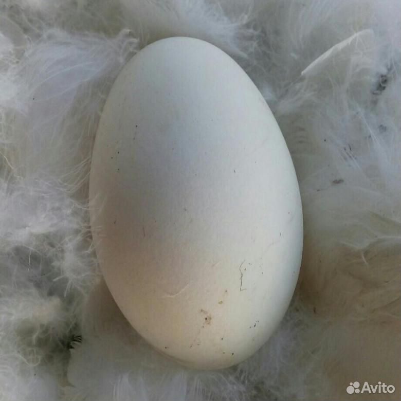 Яйца гусиные купить на Зозу.ру - фотография № 2