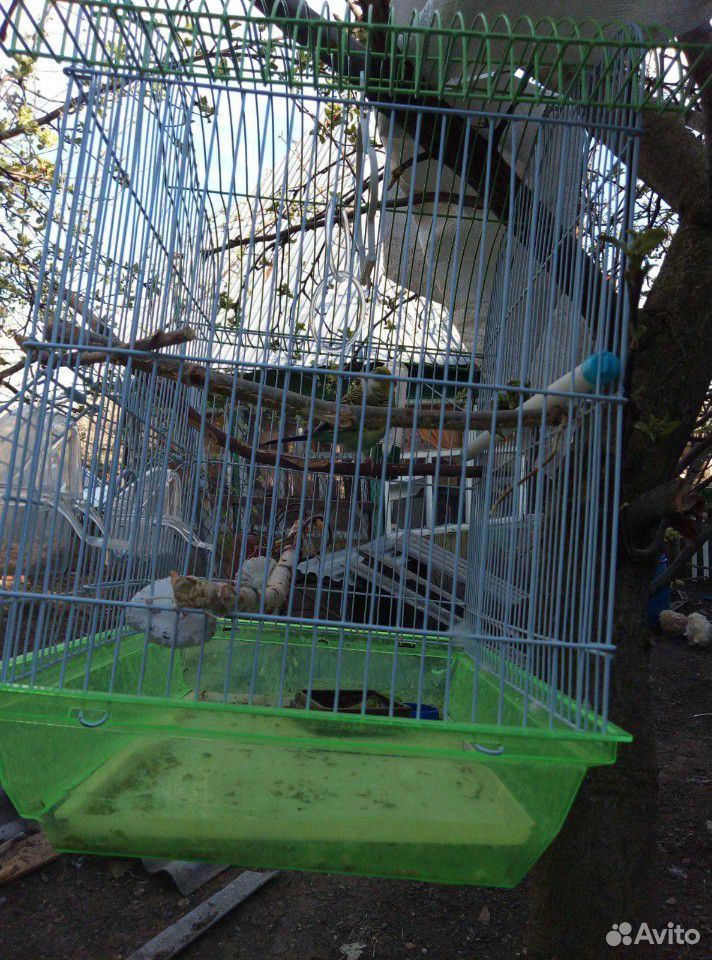 Клетка обменяю на побольше для 2 волнистый попугае купить на Зозу.ру - фотография № 2