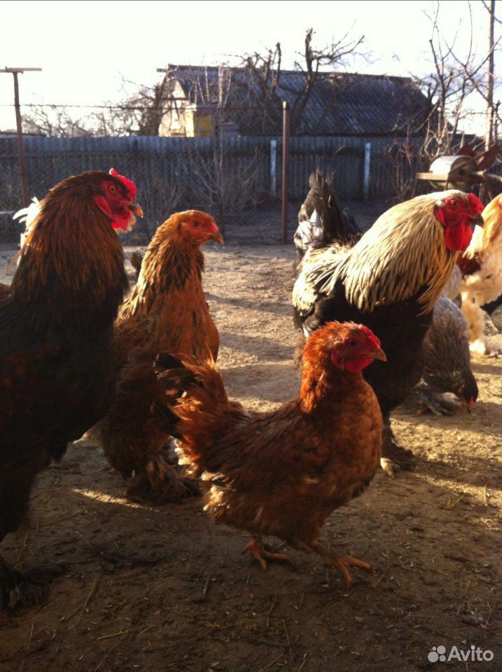 Суточные цыплята мясо-яичных пород купить на Зозу.ру - фотография № 6