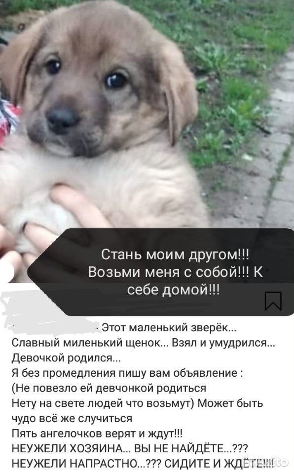 Девочки щенята купить на Зозу.ру - фотография № 1