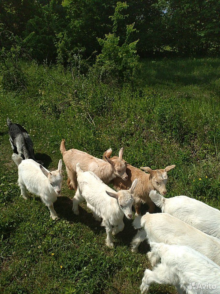 Коза, козлята купить на Зозу.ру - фотография № 4