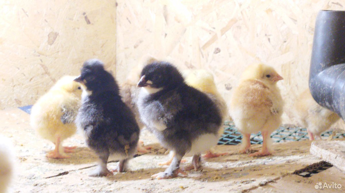 Яйцо куриное инкубационное купить на Зозу.ру - фотография № 2