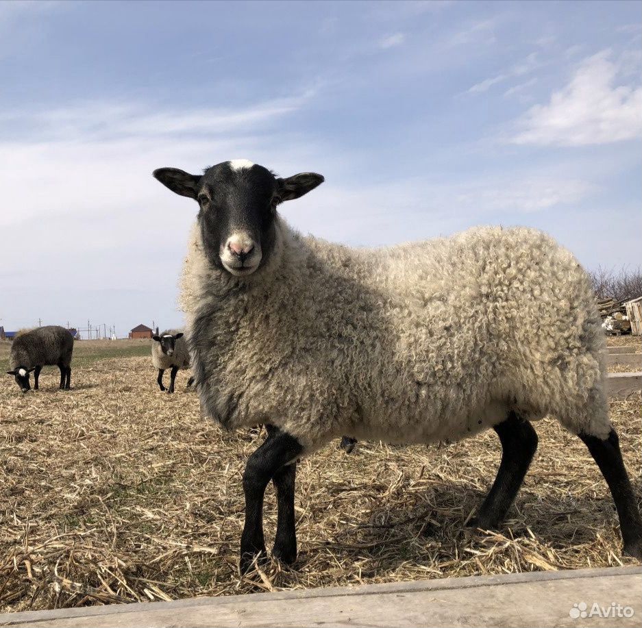 Бараны, овцы купить на Зозу.ру - фотография № 1