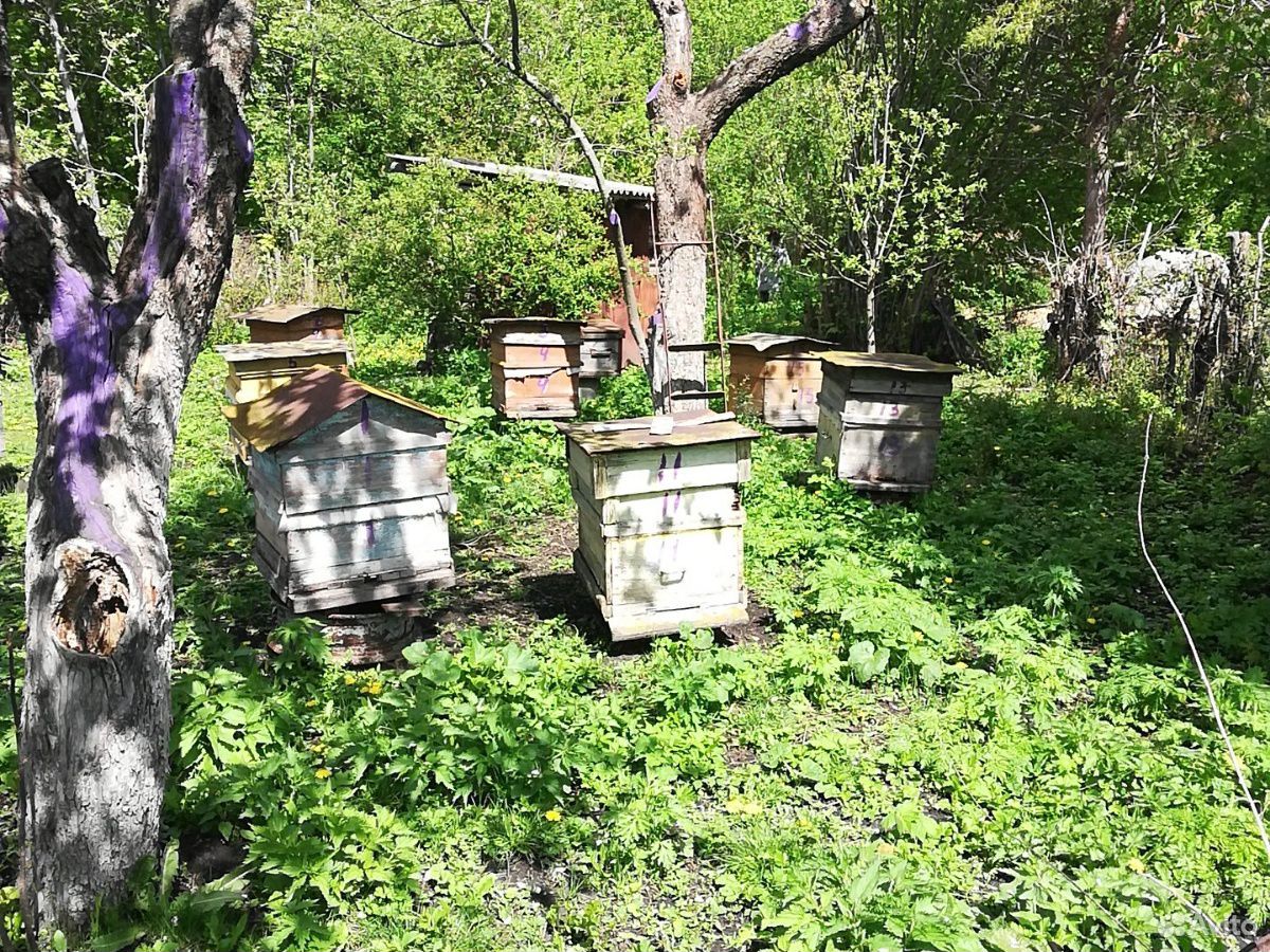 Семьи пчёл купить на Зозу.ру - фотография № 2