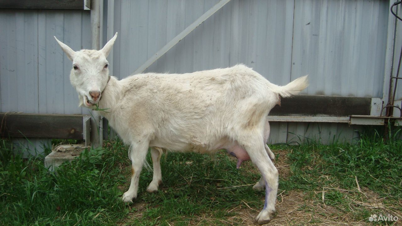 Молодые дойные козы купить на Зозу.ру - фотография № 6