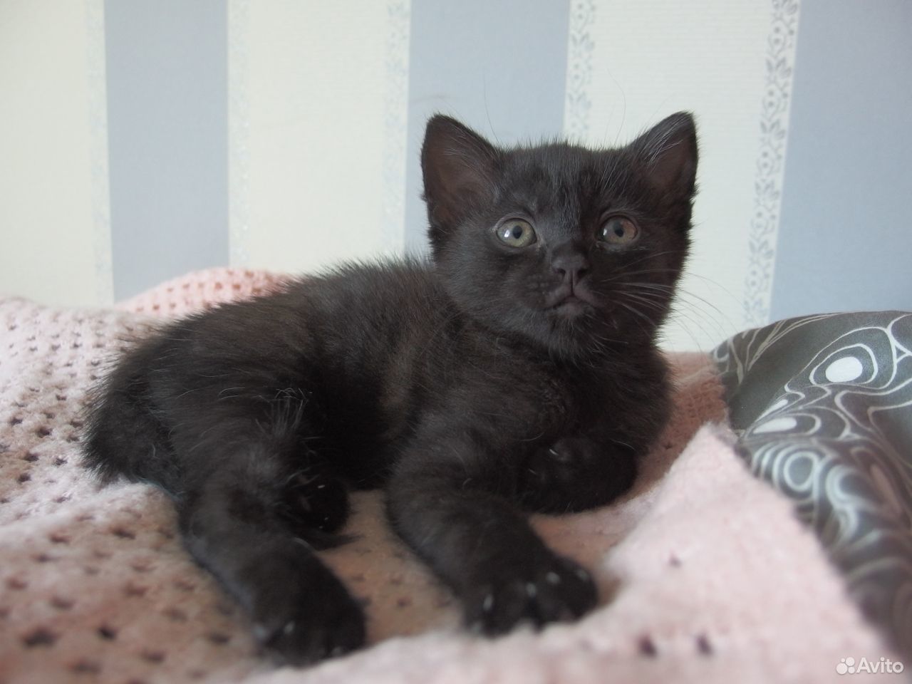 Обыкнавенная черная кошка купить на Зозу.ру - фотография № 3