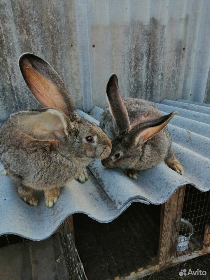 Кролики фландер, баран купить на Зозу.ру - фотография № 10
