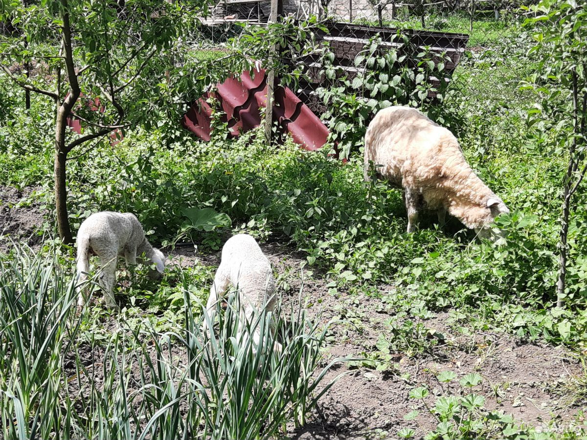 Овца породы Меринос с ягнятами купить на Зозу.ру - фотография № 3