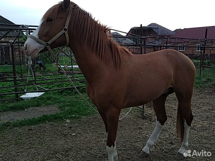 Конь купить на Зозу.ру - фотография № 6