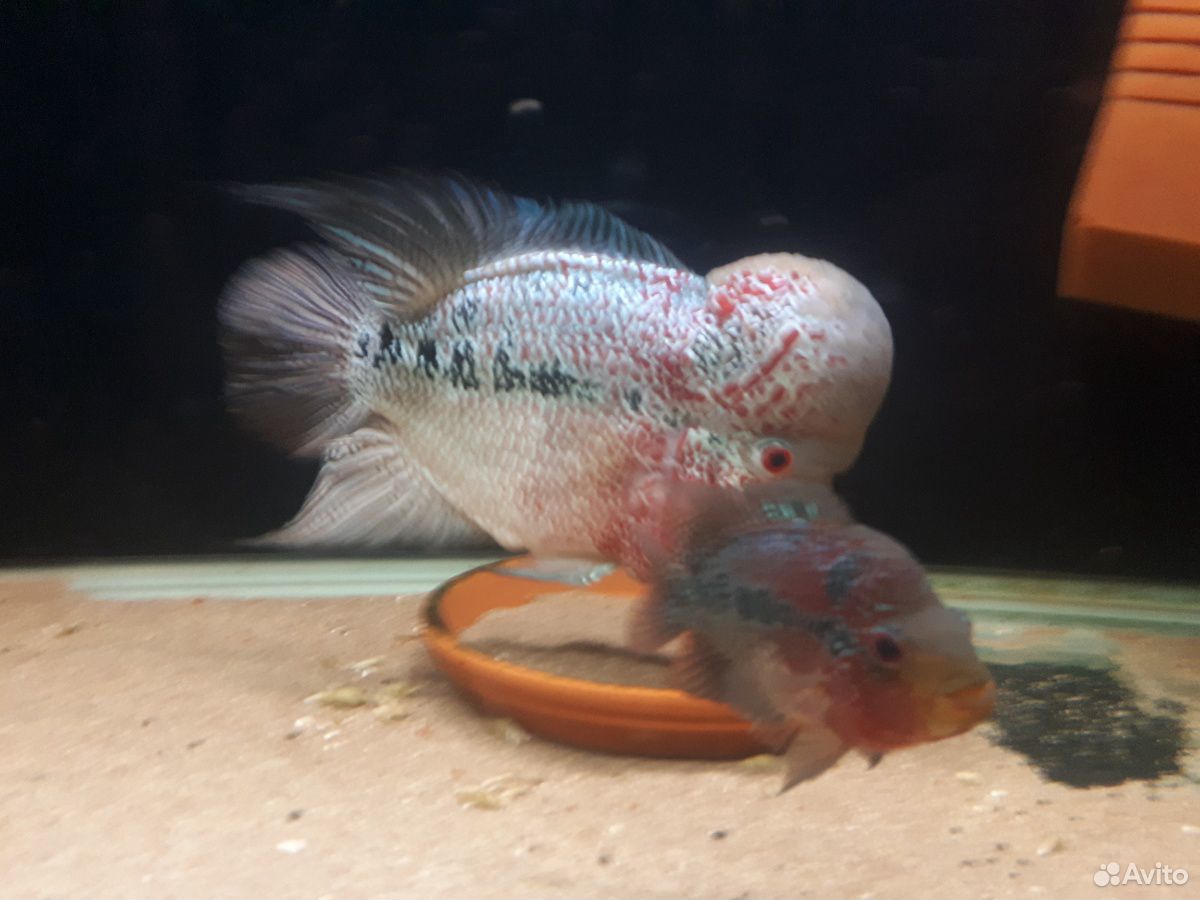 Фловер Хорн (Flowerhorn)