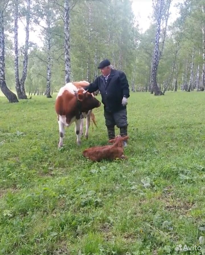 Коровы и тёлки купить на Зозу.ру - фотография № 1
