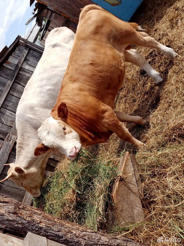 Продам корову и бычка купить на Зозу.ру - фотография № 1