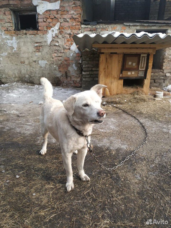 Собака из приюта купить на Зозу.ру - фотография № 5