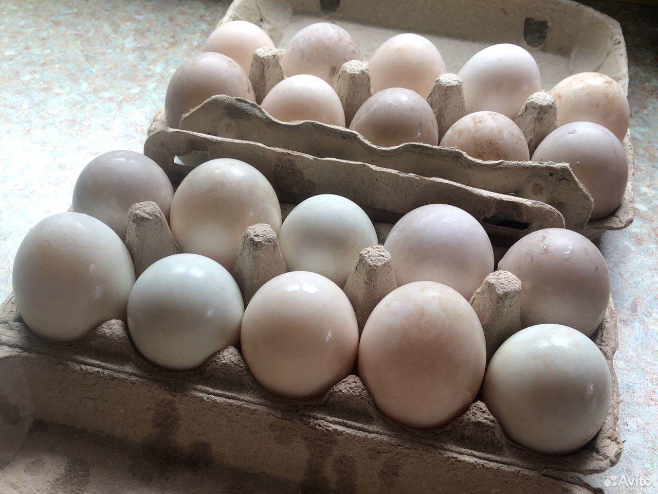 Инкубационные Яйца утки купить на Зозу.ру - фотография № 1
