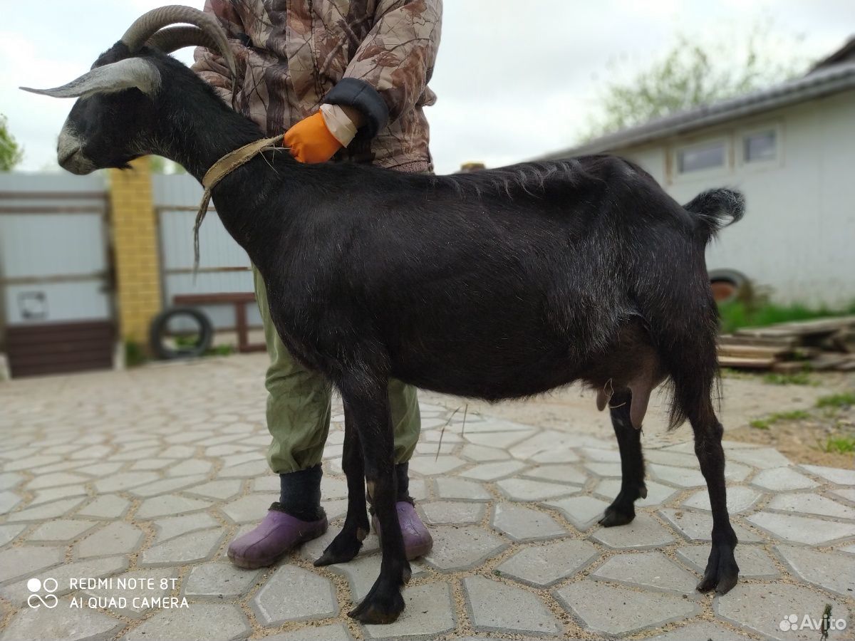 Продам нубийских коз купить на Зозу.ру - фотография № 2