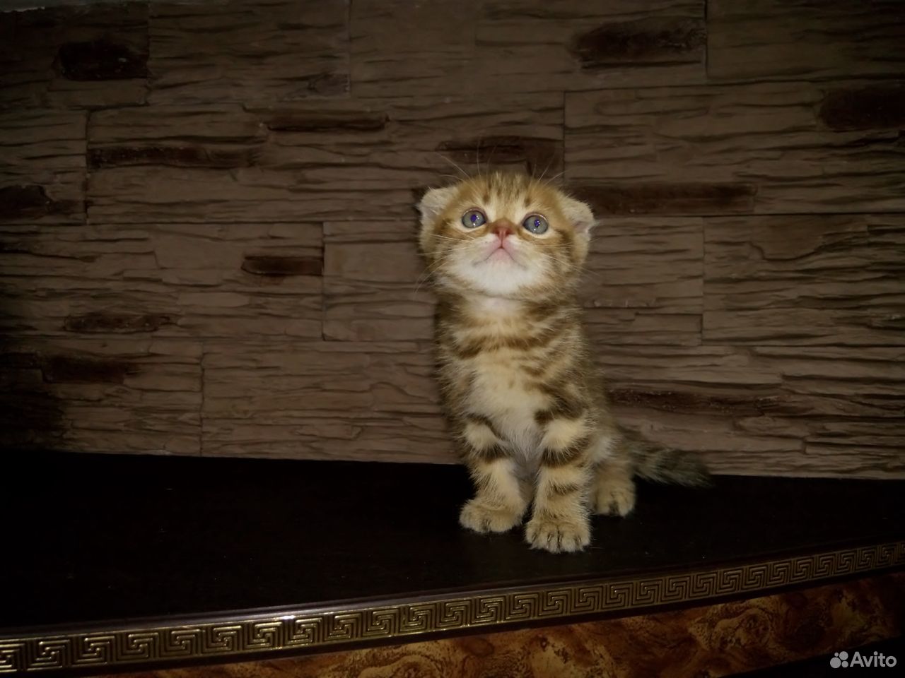 Продам шотландских котят купить на Зозу.ру - фотография № 2