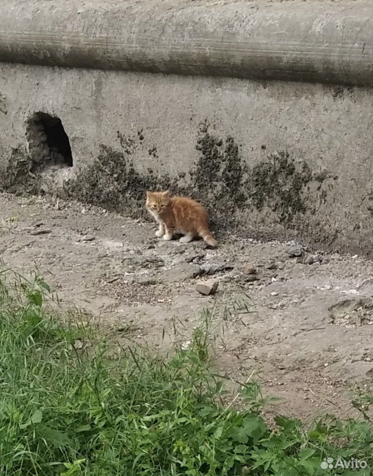 Котенок ищет дом купить на Зозу.ру - фотография № 1