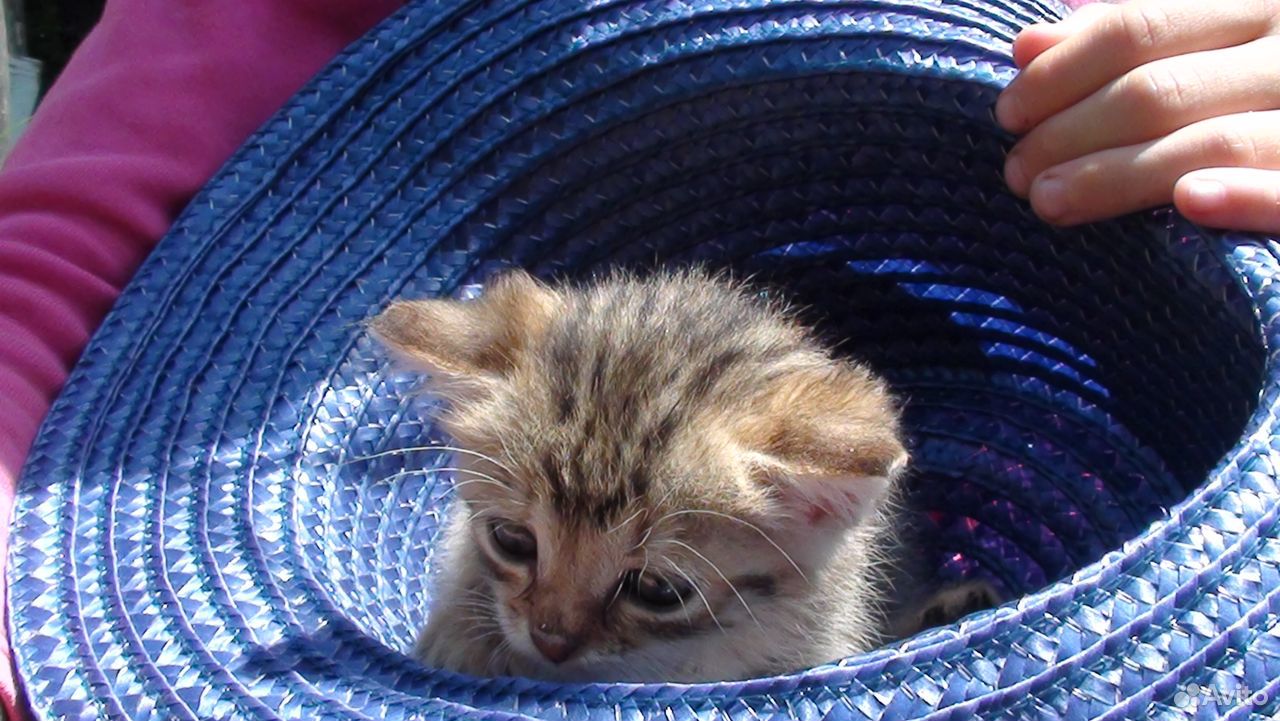 Котёнок-девочка для добрых сердец купить на Зозу.ру - фотография № 4