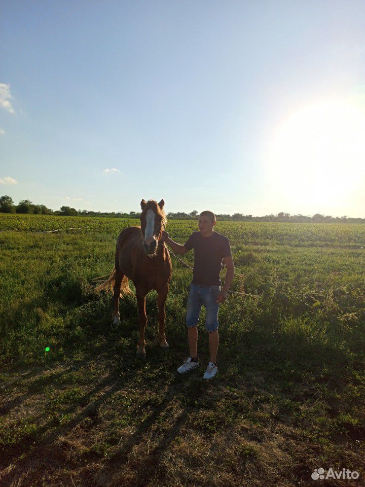 Лошадь скоковая купить на Зозу.ру - фотография № 2