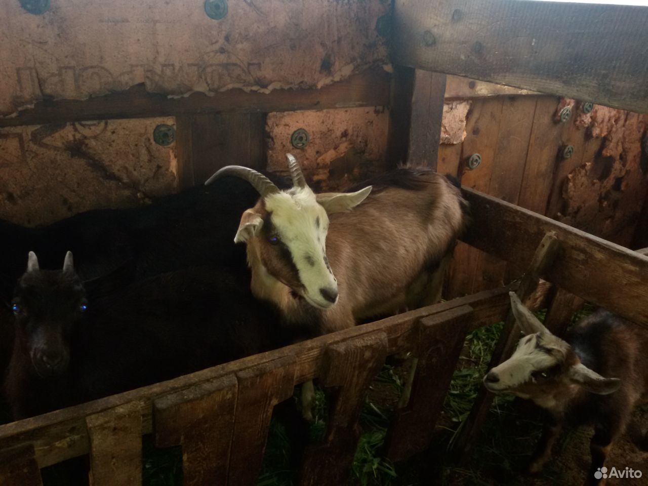 Корова и Козы с козлятами купить на Зозу.ру - фотография № 8