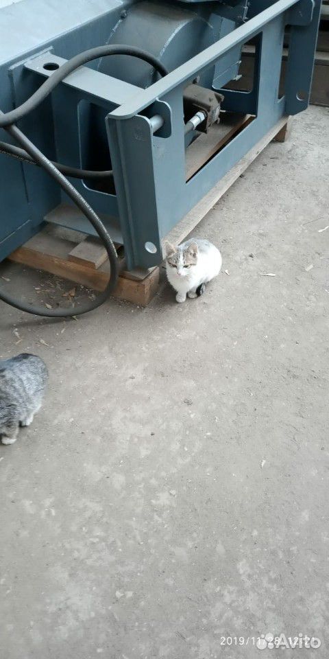 Котята ищут родной дом купить на Зозу.ру - фотография № 2