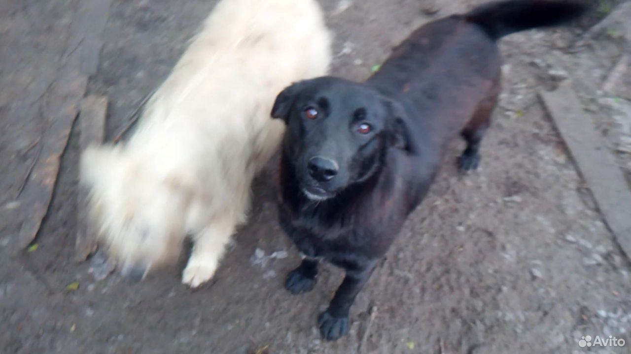 Отдадим бесплатно собак из приюта купить на Зозу.ру - фотография № 3